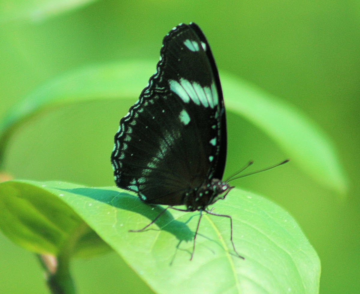 Great Eggfly Buttefly