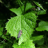 Seven-spot Ladybird larva