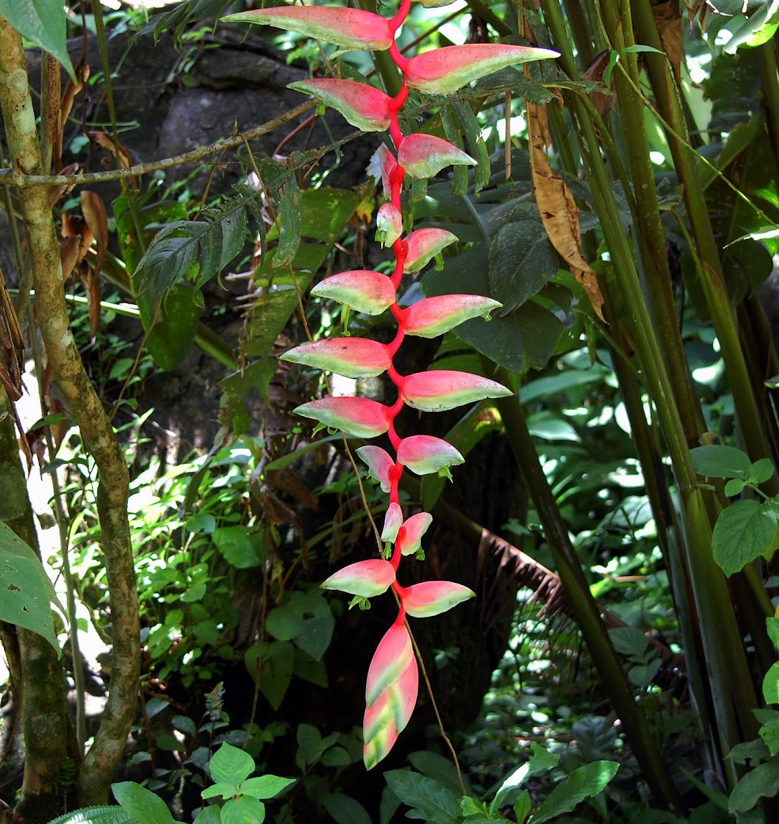 Heliconia, sexy-pink
