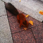  Eurasian Red Squirrel 