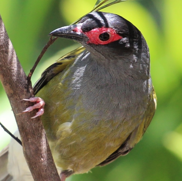 Australasian Fig Bird