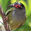Australasian Fig Bird