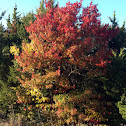 Texas Red Oak in fall colors