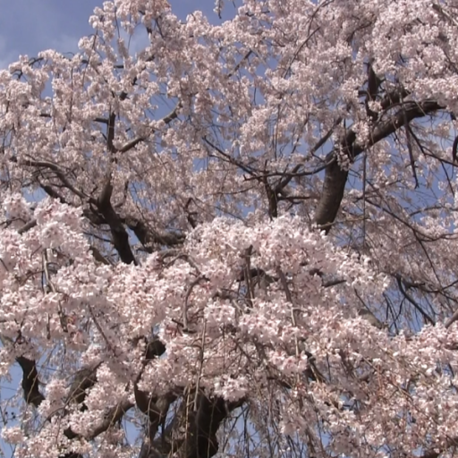 Japan:Large CherryTree in town 旅遊 App LOGO-APP開箱王