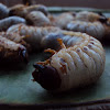 Coconut Rhinoceros Beetle grub