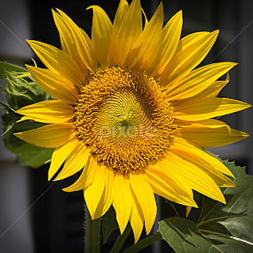 Summer Sunflower by Susan Farris - Flowers Single Flower