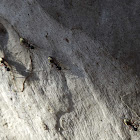 Golden Abdomen Ants