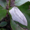 Micronia aculeata