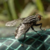 Red-tailed Flesh Fly