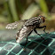 Red-tailed Flesh Fly