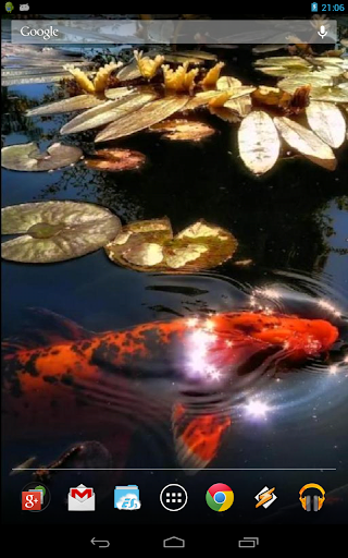 Koi Fish in the Pond