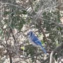 Blue Jay