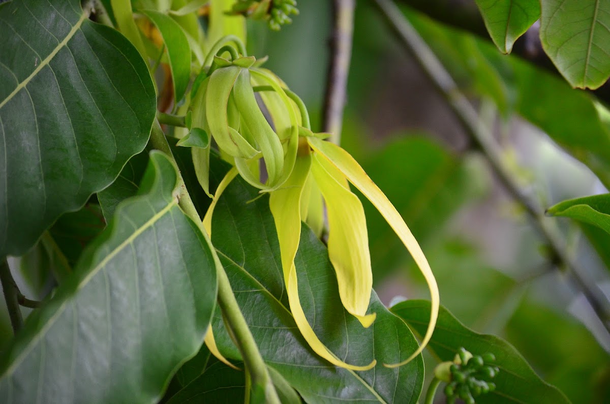 Ilang Ilang (Ylang Ylang) Project Noah