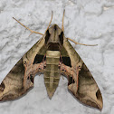 Pandorus Sphinx Moth