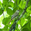 Streaked flycatcher