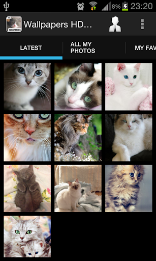 Cats Wallpapers