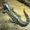Sonora Tiger Salamander