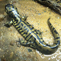 Sonora Tiger Salamander