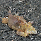 Iguana terrestre de Galápagos