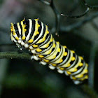 Black swallowtail caterpillar (3rd instar)