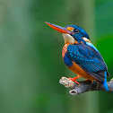 Indigo-banded kingfisher