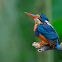 Indigo-banded kingfisher