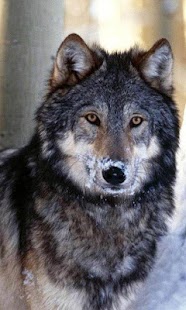 How to install Wolf Wallpapers 1.0 unlimited apk for android