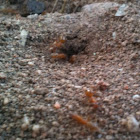 Large red ants