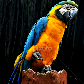 by Edu Yoga - Novices Only Wildlife