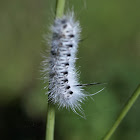 Hickory Tussock Moth Caterpillar
