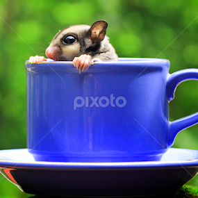 In the cup by Sugeng Sutanto - Animals Other Mammals