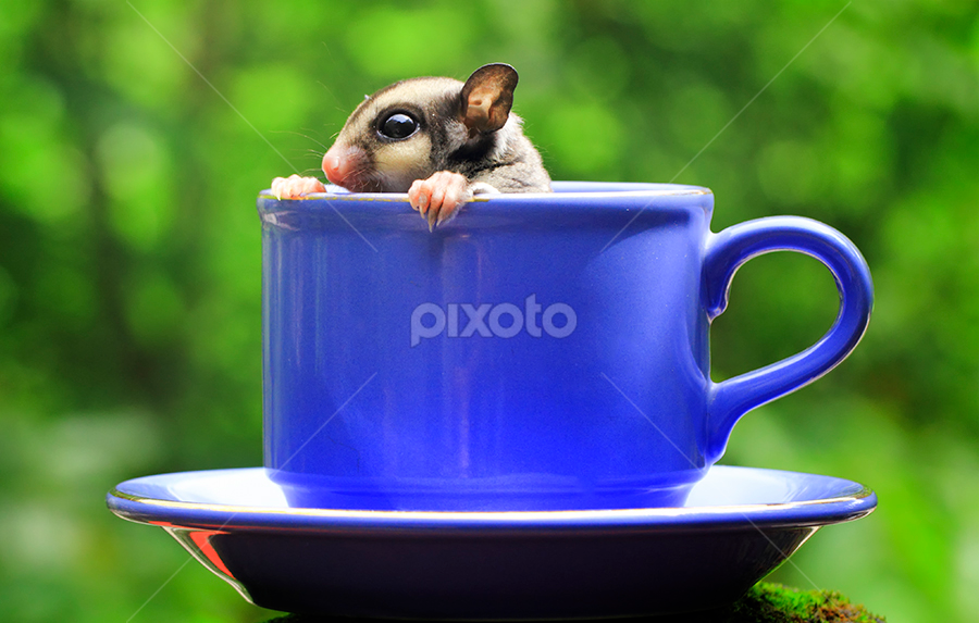 In the cup by Sugeng Sutanto - Animals Other Mammals