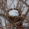 bird's nest