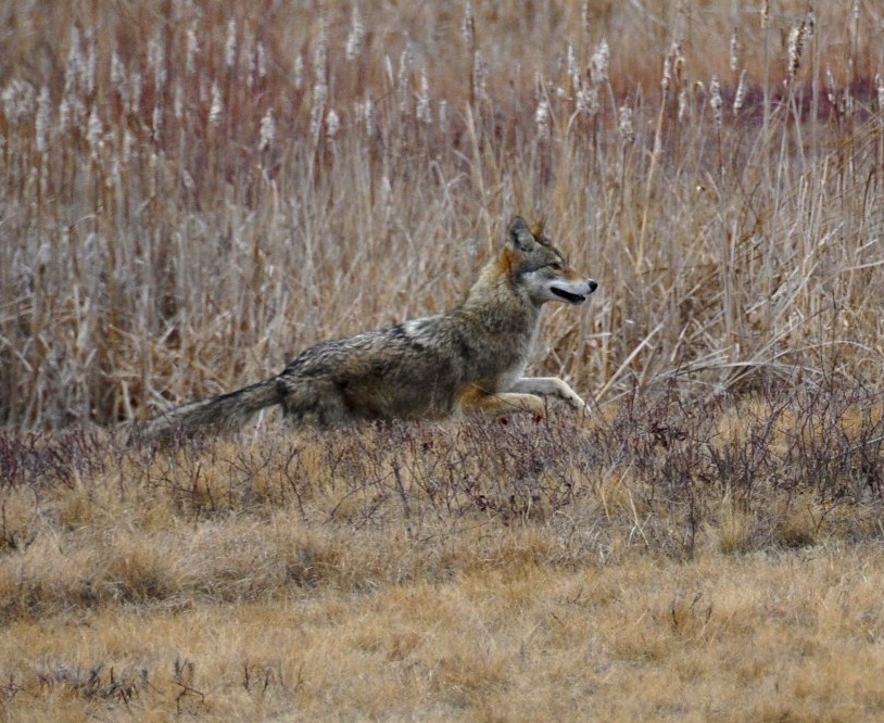 Northeastern Coyote