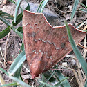 Lesser cotton-Leaf worm Moth