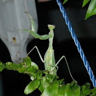 Praying Mantis ( Sphodromantis)