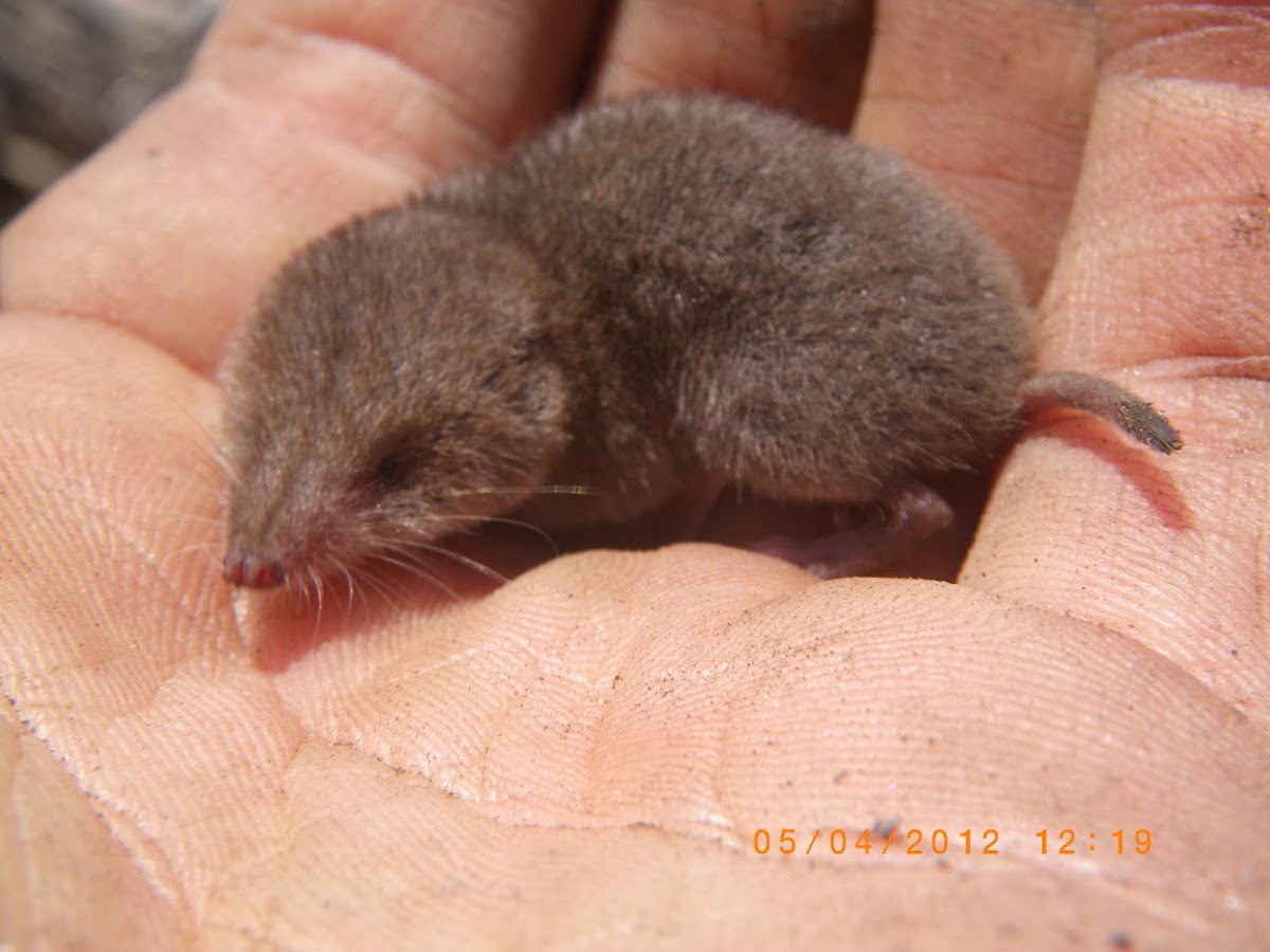 North American Least Shrew