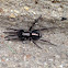 Parson Spider