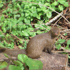 Indian brown mongoose