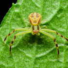 Crab Spider