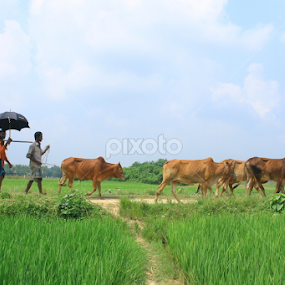 Beauty of Bangladesh by Omar Faruk - People Street & Candids