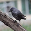 Jackdaw