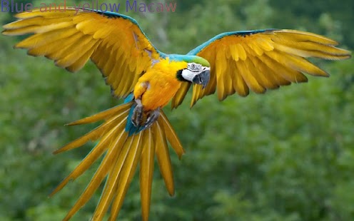 Nice Birds 1 FREE - náhled