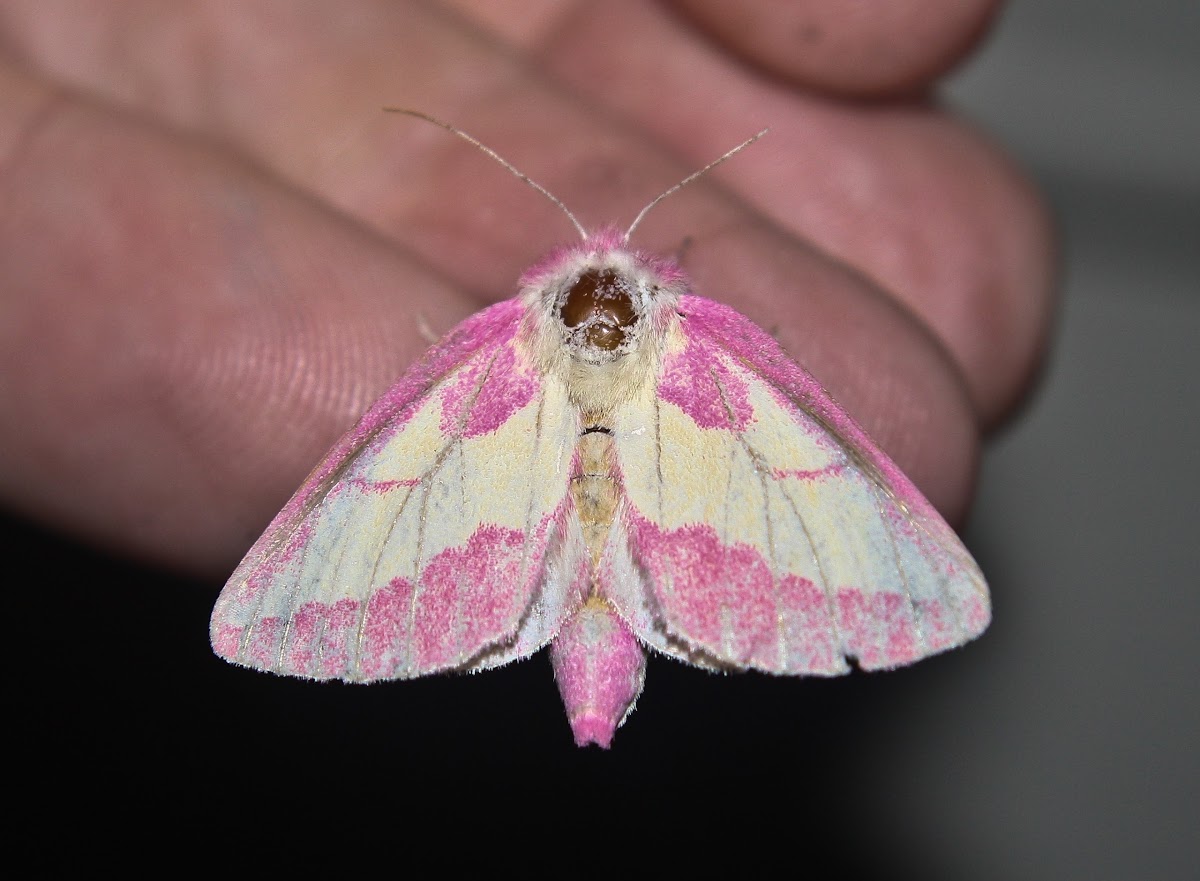 Pink Prominent