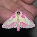 Pink Prominent