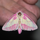 Pink Prominent
