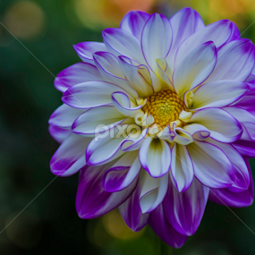 by Karen Celella - Flowers Single Flower