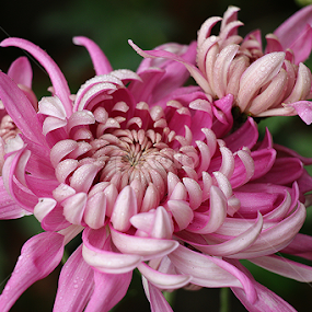 Chrysanthemum by তিত কুটি - Flowers Single Flower
