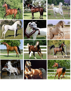 Ride horse game free download