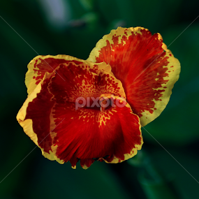 by Alina Jumabhoy - Flowers Single Flower